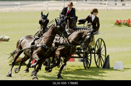 FEI Driving European Championship for Four in Hand- Budapest 2021-stock-foto