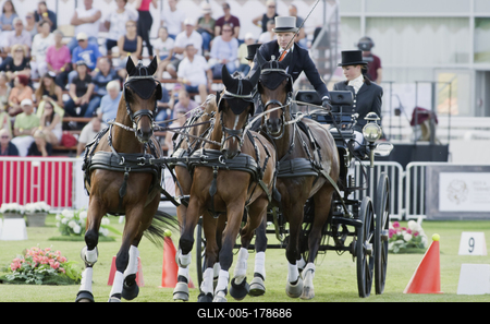 FEI Driving European Championship for Four in Hand- Budapest 2021-stock-foto