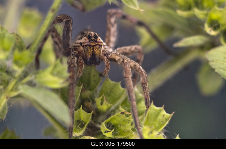 Pokoli cselőpók (Geolycosa vultuosa)-stock-foto