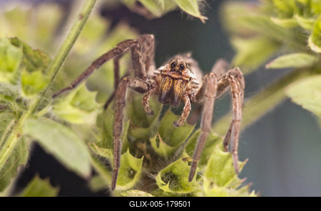 Pokoli cselőpók (Geolycosa vultuosa)-stock-foto