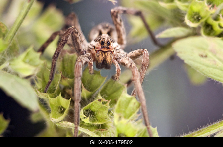 Pokoli cselőpók (Geolycosa vultuosa)-stock-foto