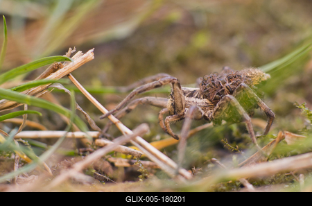 Pokoli cselőpók (Geolycosa vultuosa)-stock-foto