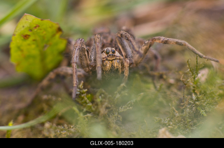 Pokoli cselőpók (Geolycosa vultuosa)-stock-foto