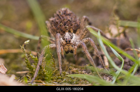 Pokoli cselőpók (Geolycosa vultuosa)-stock-foto