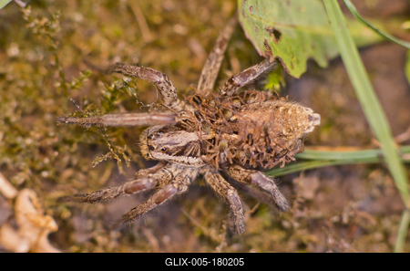 Pokoli cselőpók (Geolycosa vultuosa)-stock-foto