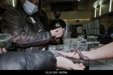 Nemzetközi Rovarbörze a budapesti KMO-ban.-stock-foto