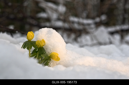 Tél vége-stock-foto
