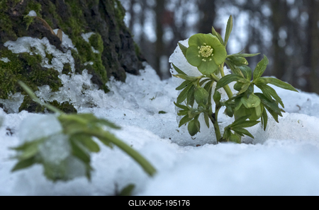 Tél vége-stock-foto