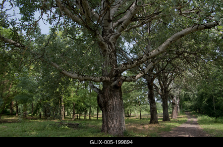 Farkasszigeti Botanikus kert Püspökladány-stock-foto