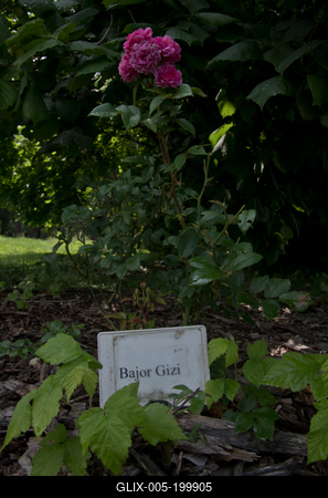Farkasszigeti Botanikus kert Püspökladány-stock-foto
