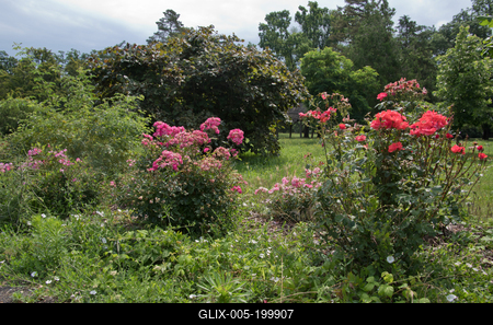 Farkasszigeti Botanikus kert Püspökladány-stock-foto