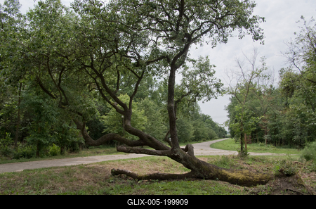 Farkasszigeti Botanikus kert Püspökladány-stock-foto
