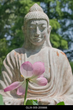Lotus flower day's-stock-foto