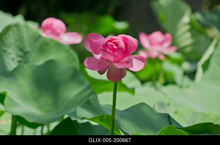 Lotus flower day's-stock-foto