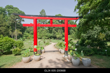 Lotus flower day's-stock-foto