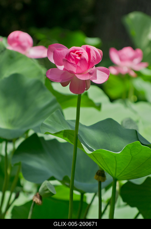 Lotus flower day's-stock-foto