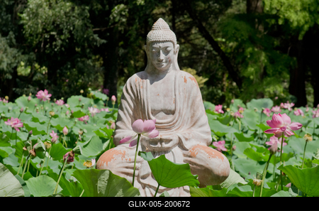 Lotus flower day's-stock-foto