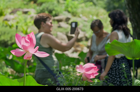 Lotus flower day's-stock-foto