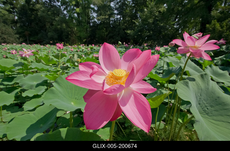 Lotus flower day's-stock-foto
