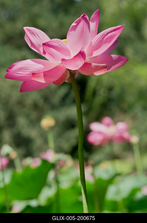 Lotus flower day's-stock-foto