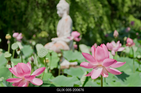 Lotus flower day's-stock-foto