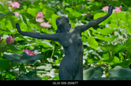 Lotus flower day's-stock-foto