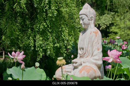 Lotus flower day's-stock-foto