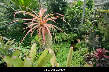 Lotus flower day's-stock-foto