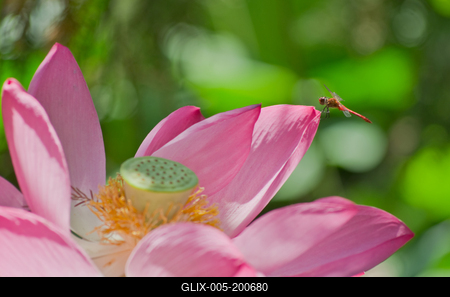 Lotus flower day's-stock-foto