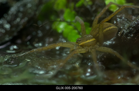 A szegélyes vidrapók (Dolomedes fimbriatus)-stock-foto
