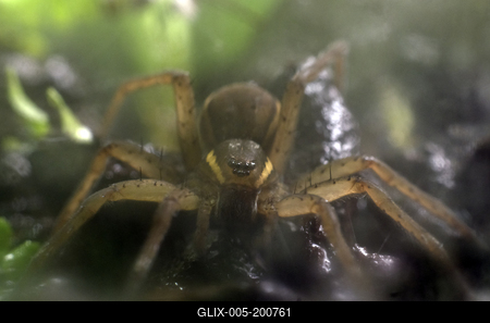 A szegélyes vidrapók (Dolomedes fimbriatus)-stock-foto