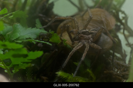 A réti farkaspók (Hogna radiata)-stock-foto