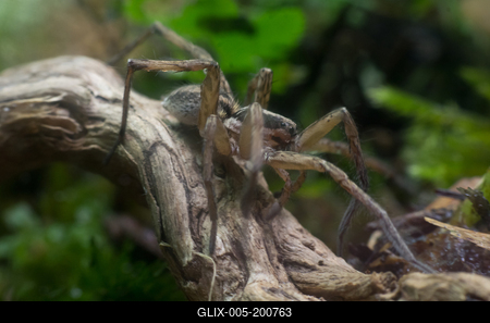 A réti farkaspók (Hogna radiata)-stock-foto