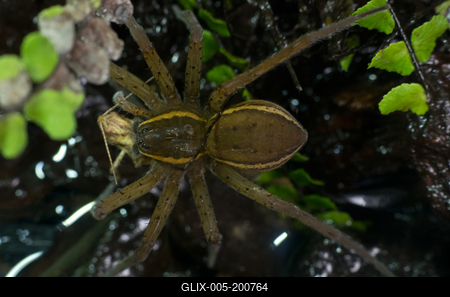 A szegélyes vidrapók (Dolomedes fimbriatus)-stock-foto