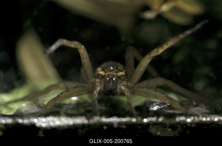 A szegélyes vidrapók (Dolomedes fimbriatus)-stock-foto