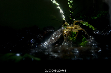A szegélyes vidrapók (Dolomedes fimbriatus)-stock-foto