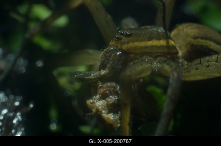 A szegélyes vidrapók (Dolomedes fimbriatus)-stock-foto