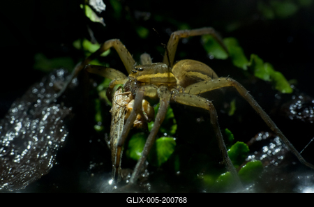 A szegélyes vidrapók (Dolomedes fimbriatus)-stock-foto