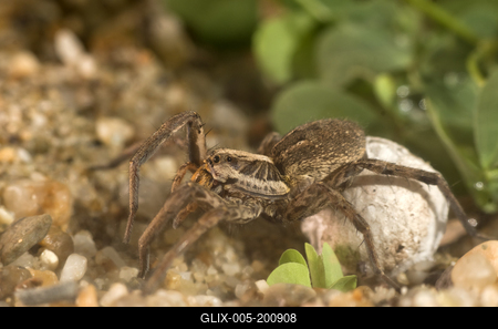 A réti farkaspók (Hogna radiata)-stock-foto
