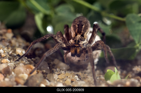A réti farkaspók (Hogna radiata)-stock-foto