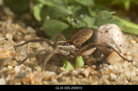 A réti farkaspók (Hogna radiata)-stock-foto