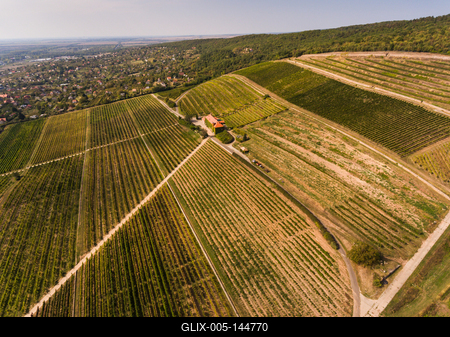 Szőlészet, Pécs-stock-foto