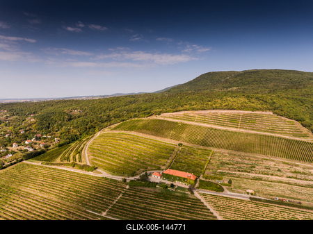 Szőlészet, Pécs-stock-foto