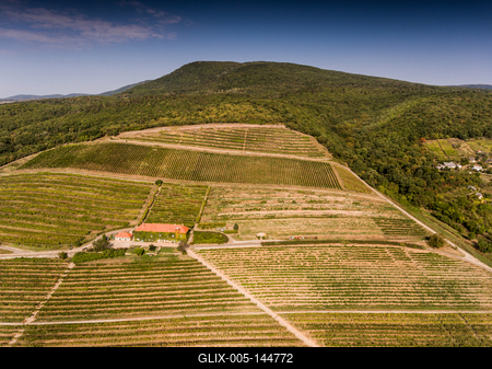 Szőlészet, Pécs-stock-foto