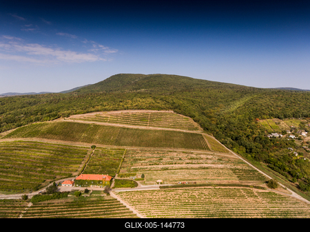 Szőlészet, Pécs-stock-foto