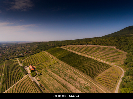 Szőlészet, Pécs-stock-foto