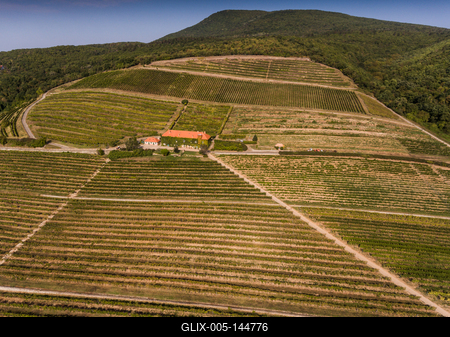 Szőlészet, Pécs-stock-foto