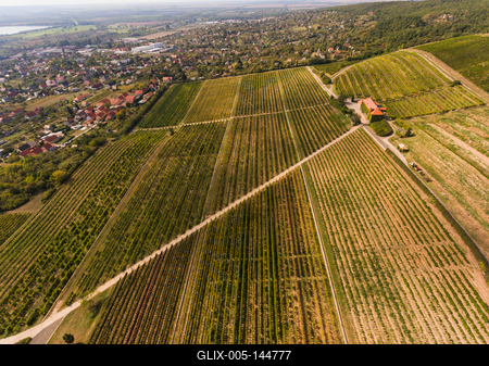 Szőlészet, Pécs-stock-foto