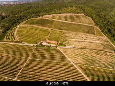 Szőlészet, Pécs-stock-foto