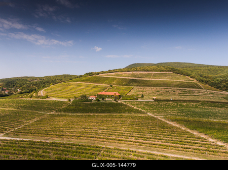 Szőlészet, Pécs-stock-foto
